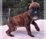 Small #3 Boxer