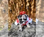 Small Photo #2 Faux Frenchbo Bulldog Puppy For Sale in PASCO, WA, USA