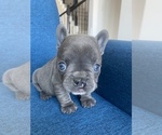 Small Photo #6 French Bulldog Puppy For Sale in MISSOURI CITY, TX, USA
