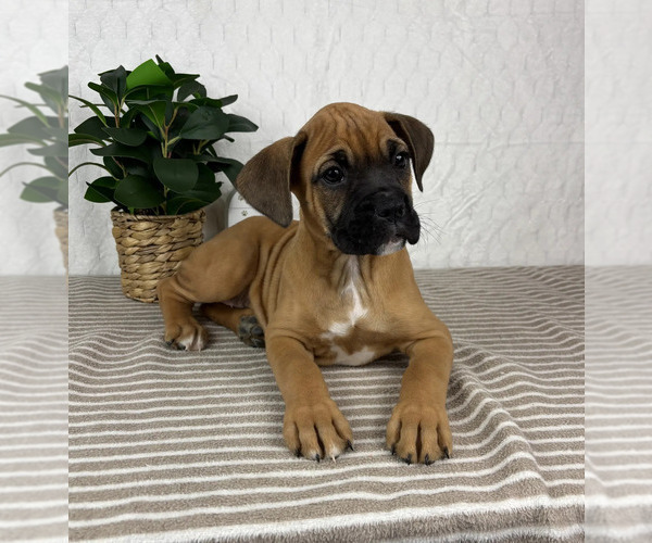 Medium Photo #2 Boxer Puppy For Sale in GREENFIELD, IN, USA
