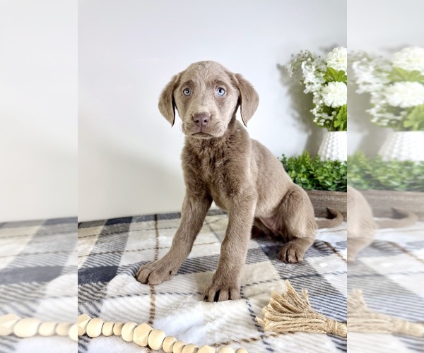 Medium Photo #4 Labrador Retriever Puppy For Sale in GREENFIELD, IN, USA