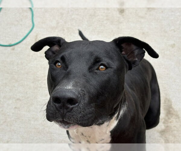 Medium Photo #1 Mutt Puppy For Sale in Tulsa, OK, USA