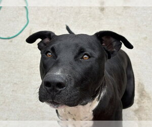Mutt Dogs for adoption in Tulsa, OK, USA