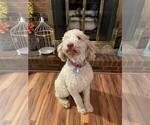 Small Photo #1 Goldendoodle Puppy For Sale in GASSVILLE, AR, USA
