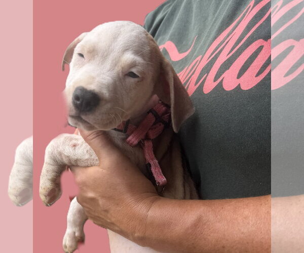 Medium Photo #3 Mutt Puppy For Sale in Jackson, MS, USA