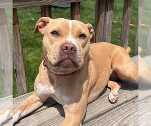 Saleta - Female Mutt Dog for Adoption - Photo #9