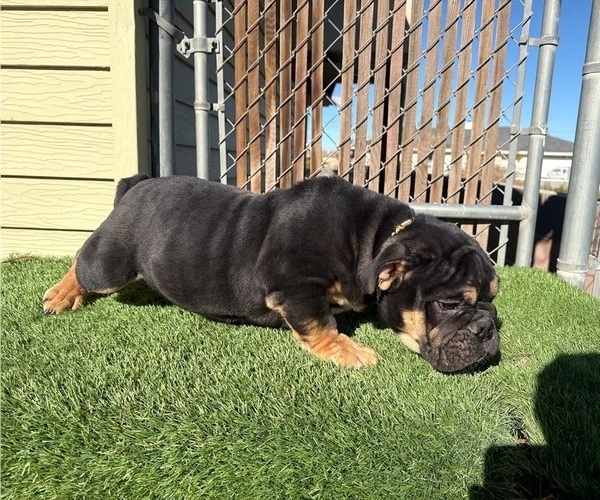 Medium Photo #23 English Bulldog Puppy For Sale in WEST HOLLYWOOD, CA, USA