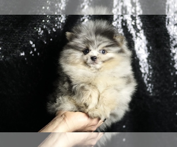 Medium Photo #2 Pomeranian Puppy For Sale in WARSAW, IN, USA