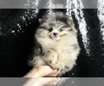 Small #1 Pomeranian