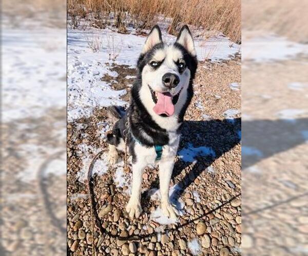 Medium Photo #1 Siberian Husky Puppy For Sale in Brighton, CO, USA