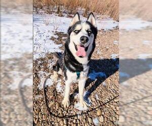 Siberian Husky Dogs for adoption in Brighton, CO, USA