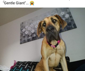 Great Dane Puppy for sale in MODESTO, CA, USA