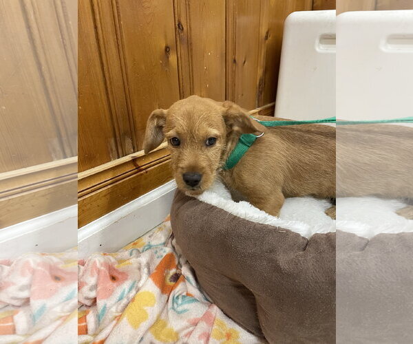 Medium Photo #1 Mutt Puppy For Sale in Raleigh, NC, USA