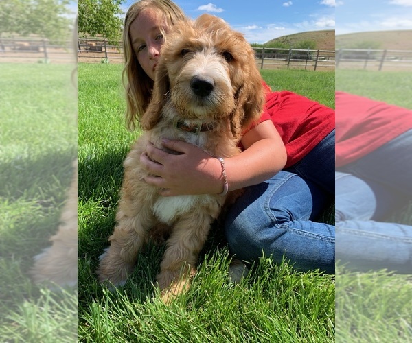 Medium Photo #3 Pyredoodle Puppy For Sale in PRESCOTT, WA, USA