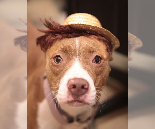 Medium Photo #16 Mutt Puppy For Sale in Philadelphia, PA, USA