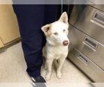 Small Siberian Husky Mix