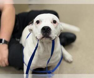 American Bulldog-Unknown Mix Dogs for adoption in Grand Prairie, TX, USA