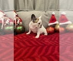 Small Photo #3 French Bulldog Puppy For Sale in MOORESVILLE, NC, USA