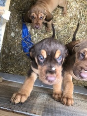 Bloodhound Puppy for sale in MORRISVILLE, VT, USA