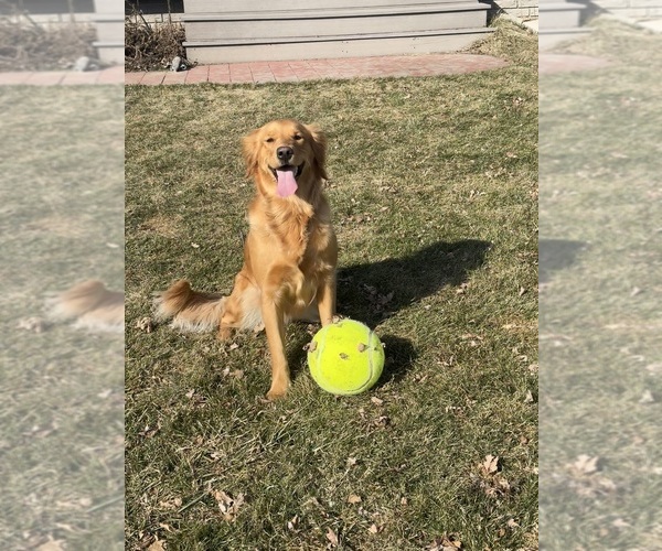 Medium Photo #1 Golden Retriever Puppy For Sale in CHIPPEWA FALLS, WI, USA