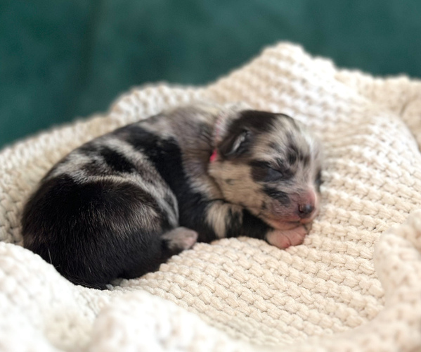Medium Photo #1 Australian Shepherd Puppy For Sale in BOUTON, IA, USA