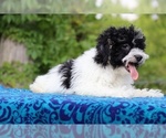 Small #5 Poodle (Toy)
