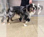 Small #1 Australian Shepherd