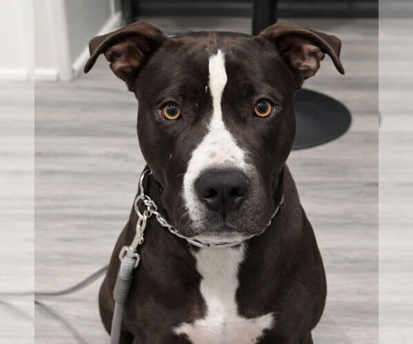 Medium Photo #21 American Staffordshire Terrier-Unknown Mix Puppy For Sale in Lake Forest, CA, USA