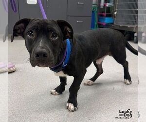 Scooby Doo - Male Dachshund-Unknown Mix Dog for Adoption - Photo #2