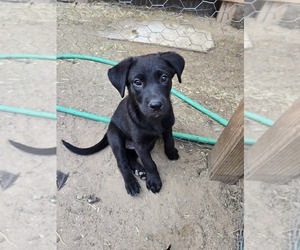 Shepradors Puppy for sale in WELLTON, AZ, USA