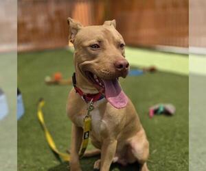 Mutt Dogs for adoption in Las Vegas, NV, USA