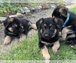 Small #3 German Shepherd Dog