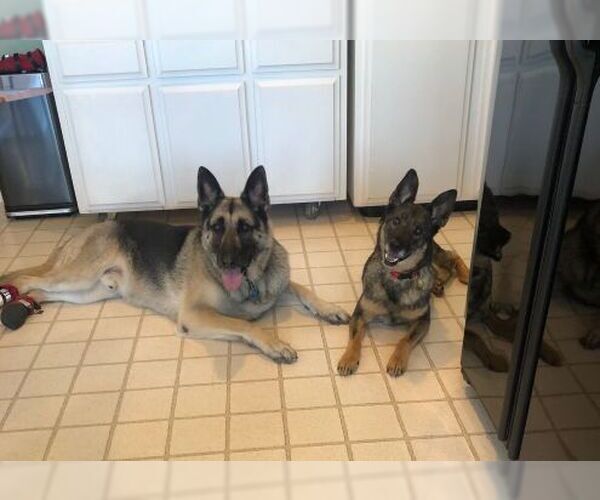 Medium Photo #4 German Shepherd Dog Puppy For Sale in Cupertino, CA, USA