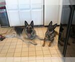 Small #3 German Shepherd Dog