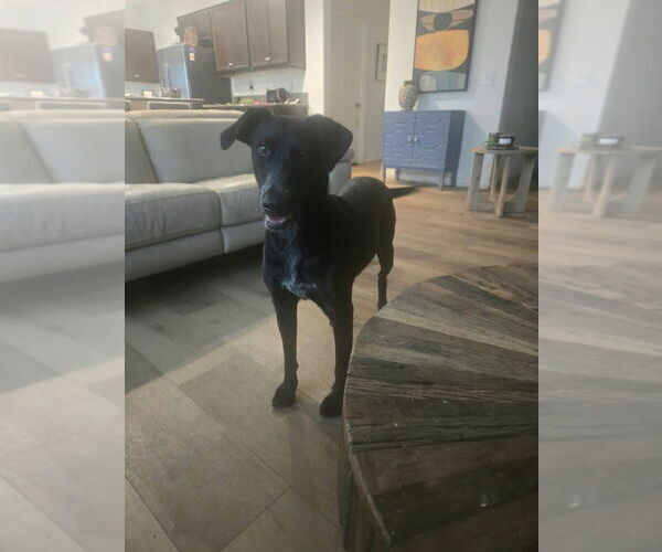 Medium Photo #1 Labrador Retriever-Unknown Mix Puppy For Sale in San Diego, CA, USA