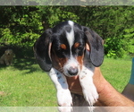Small Dachshund