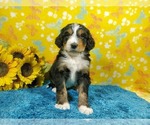 Small Photo #76 Bernedoodle Puppy For Sale in COLORADO SPRINGS, CO, USA