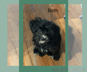 Poodle (Toy)-Yorkshire Terrier Mix Puppy for Sale in BENNINGTON, Indiana USA