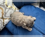 Small Photo #10 Shih Tzu Puppy For Sale in HAYWARD, CA, USA