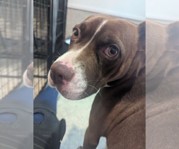 Medium Photo #4 Boxer-Unknown Mix Puppy For Sale in McCormick, SC, USA