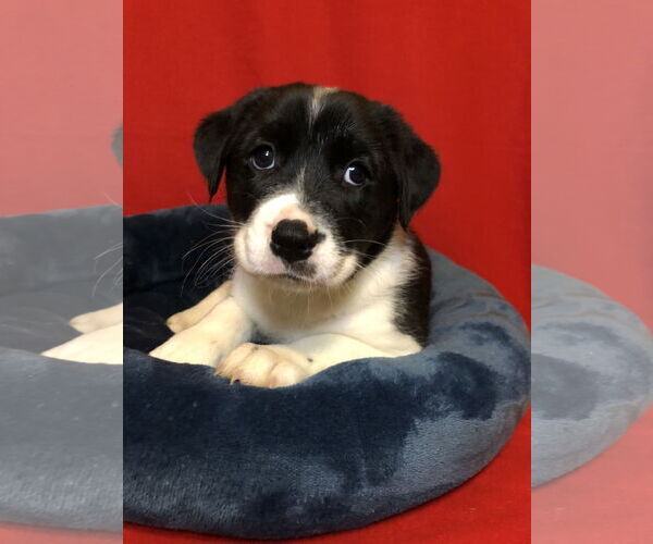 Medium Photo #5 Border Collie-Unknown Mix Puppy For Sale in Hillsboro, MO, USA