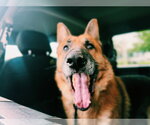 Small #2 German Shepherd Dog