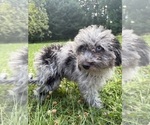 Small #29 Cavapoo (Miniature)