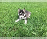 Small Photo #4 Alaskan Klee Kai Puppy For Sale in WINCHESTER, OH, USA