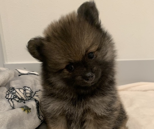Medium Photo #5 Pomeranian Puppy For Sale in SNOHOMISH, WA, USA