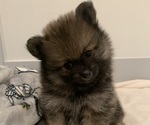 Small Photo #5 Pomeranian Puppy For Sale in SNOHOMISH, WA, USA