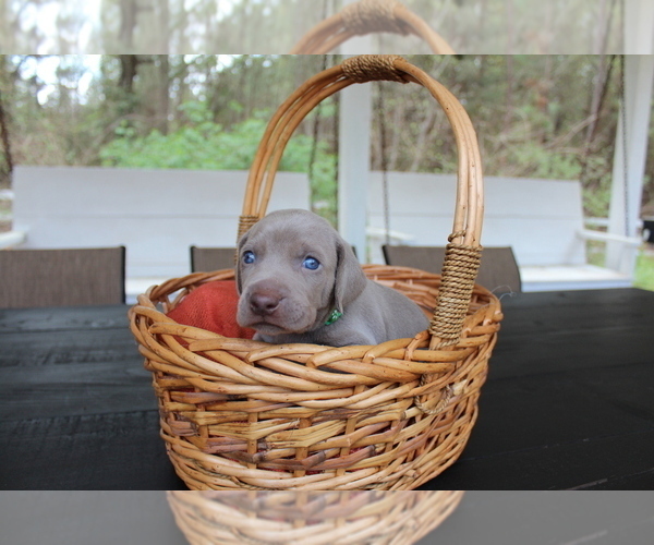 Medium Photo #1 Weimaraner Puppy For Sale in QUITMAN, TX, USA