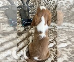 Small #6 Cavalier King Charles Spaniel
