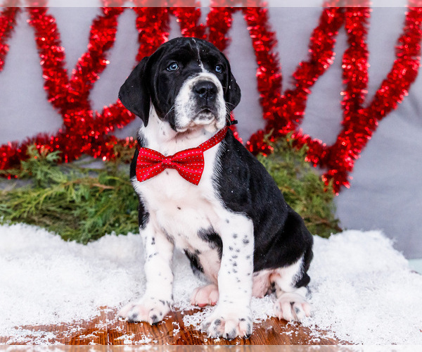 Medium Photo #15 Great Dane Puppy For Sale in WAKARUSA, IN, USA