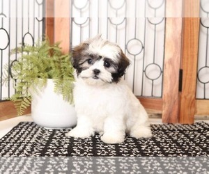 Zuchon Puppy for sale in NAPLES, FL, USA